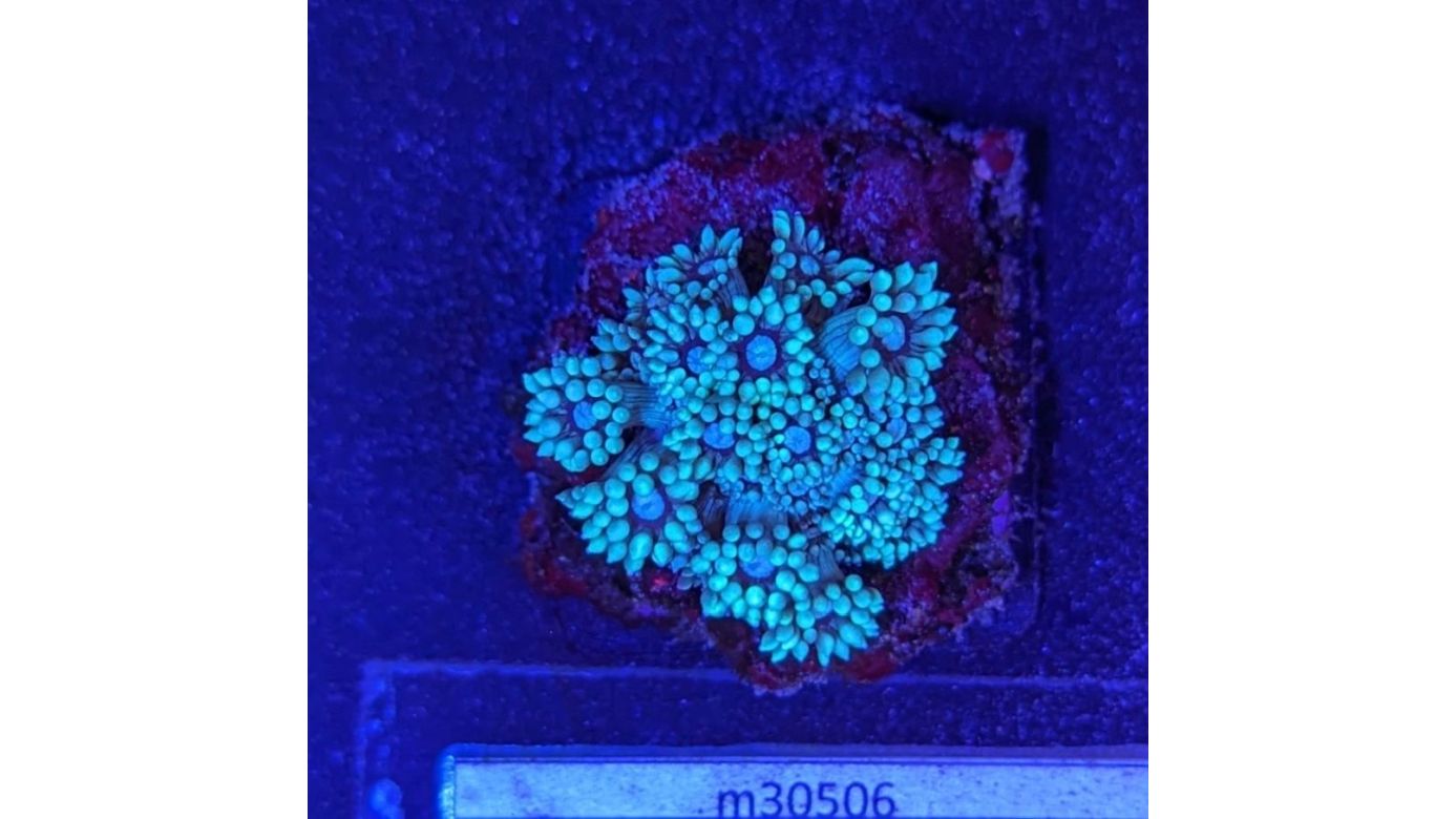 Goniopora sp. - Margeritenkoralle Neongrün Deutsche Nachzucht 0008