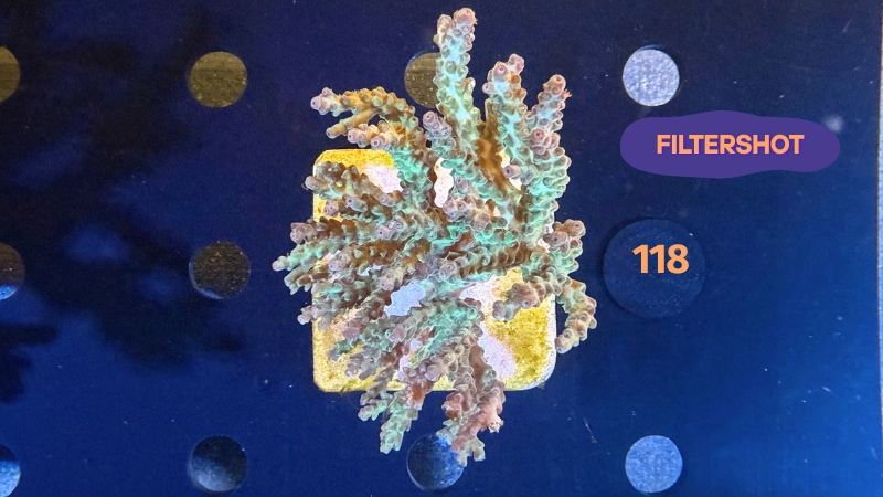 Acropora sp. WYSIWYG 0118