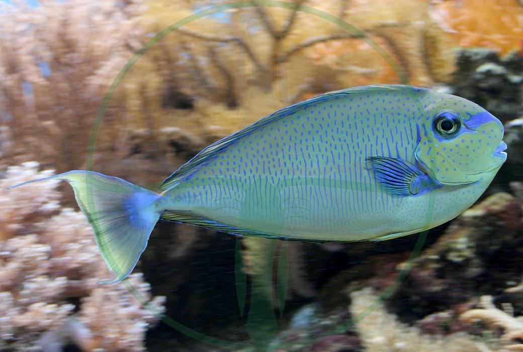 Naso vlamingii - Masken Nasendoktorfisch
