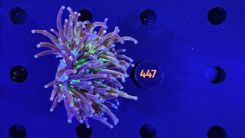 Euphyllia glabrescens - Fackelkoralle Torch "NYK" 1 Kopf 0447