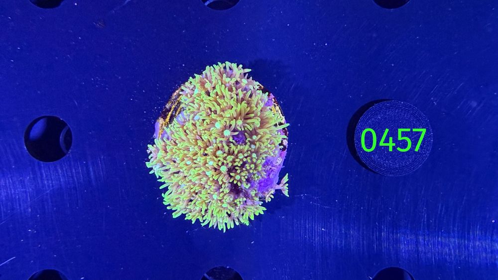 Briareum sp. - Affenhaar DNZ 0457