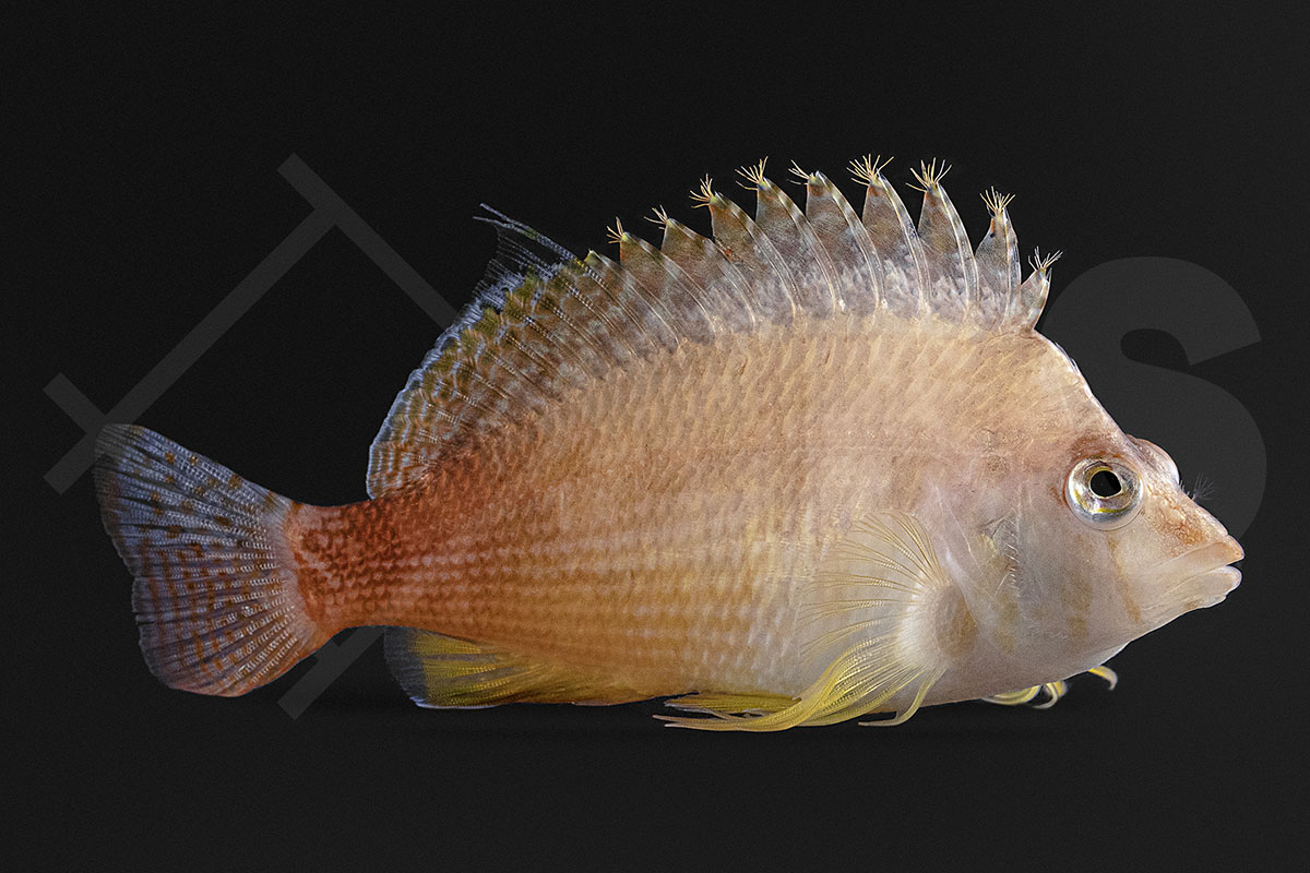 Cirrhitichthys bleekeri - Oranger Korallenwächter