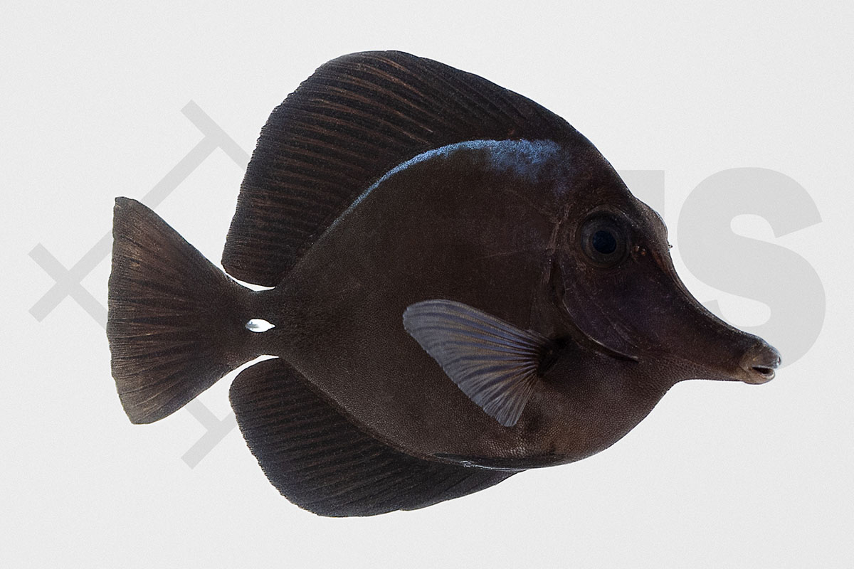 Zebrasoma Rostratum - Schwarzer Segelflossen Doktor