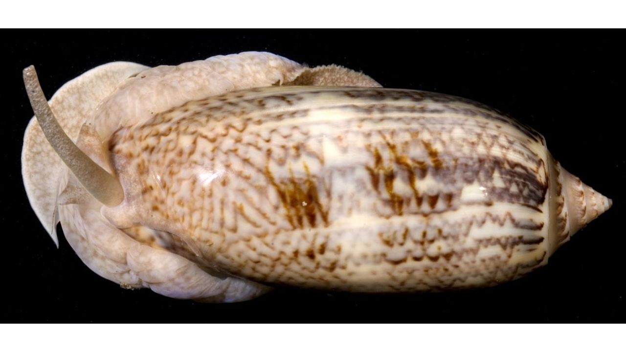 Oliva Sayana - Olivenschnecke