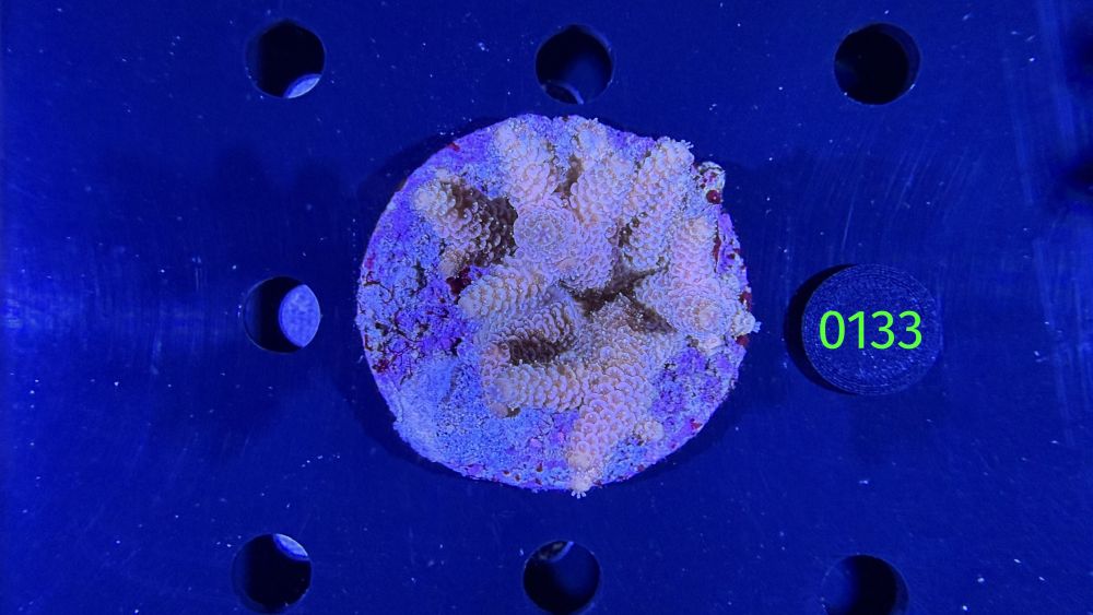 Acropora sp. WYSIWYG 0133