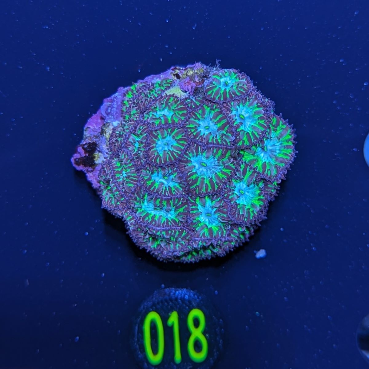 Blastomussa merleti - Hirnkoralle Neon Forrest Deutsche Nachzucht 0018