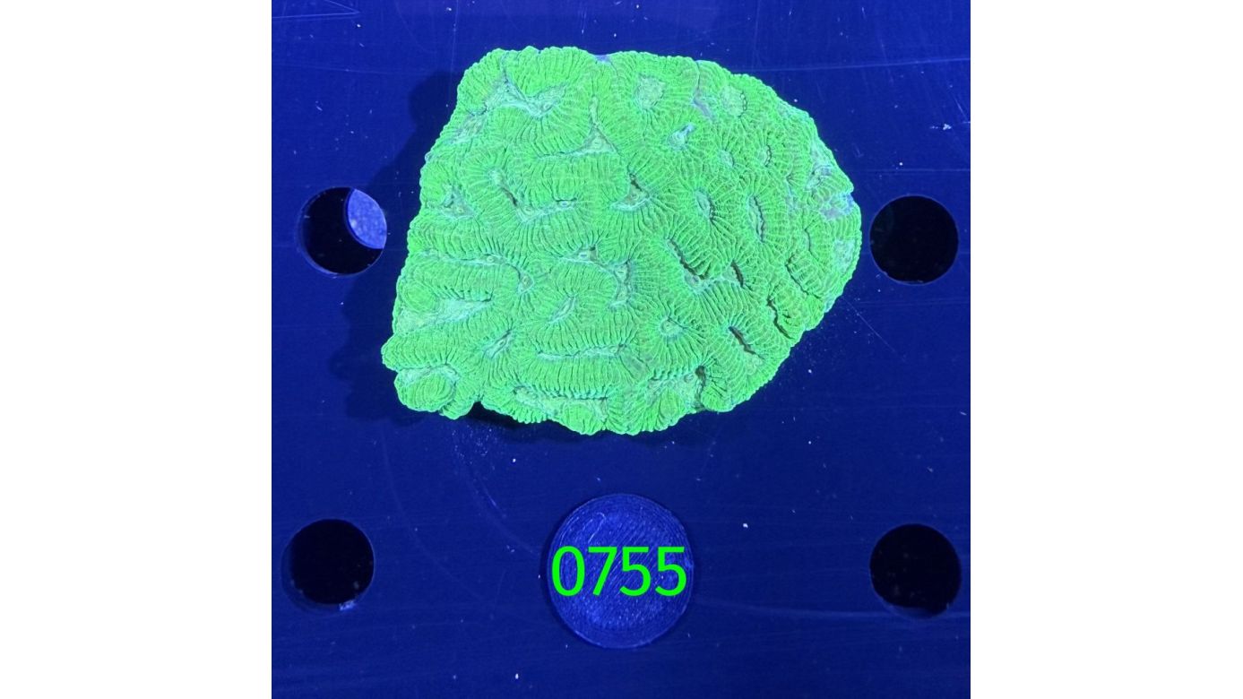 Favites sp. WYSIWYG 0755