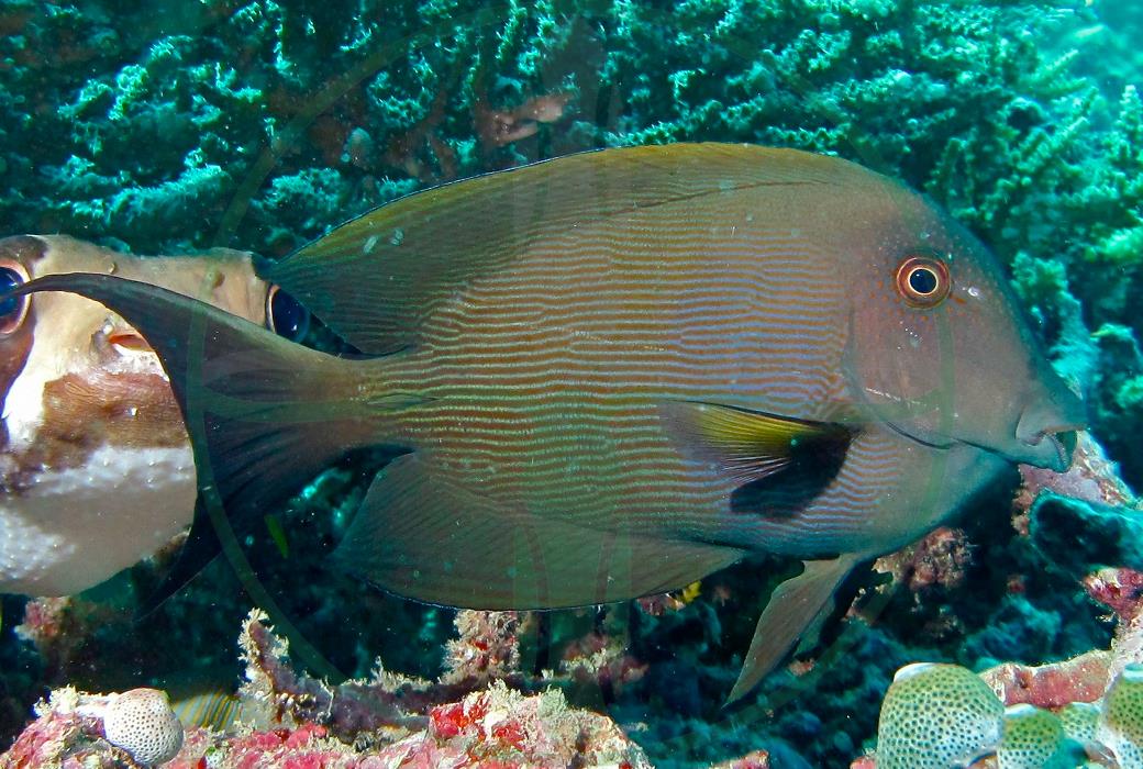 Ctenochaetus striatus - Längsstreifen Borstenzahn Doktorfisch