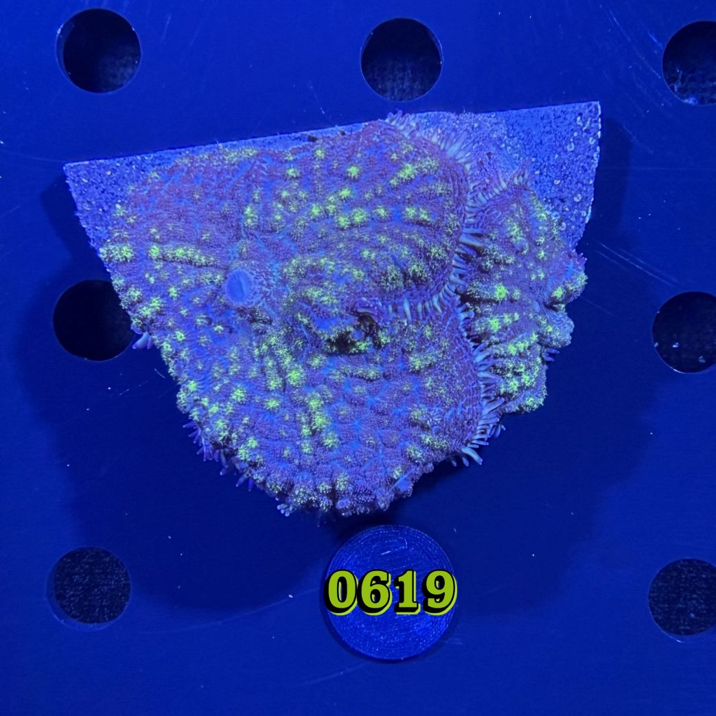 Rhodactis sp. WYSIWYG 0619