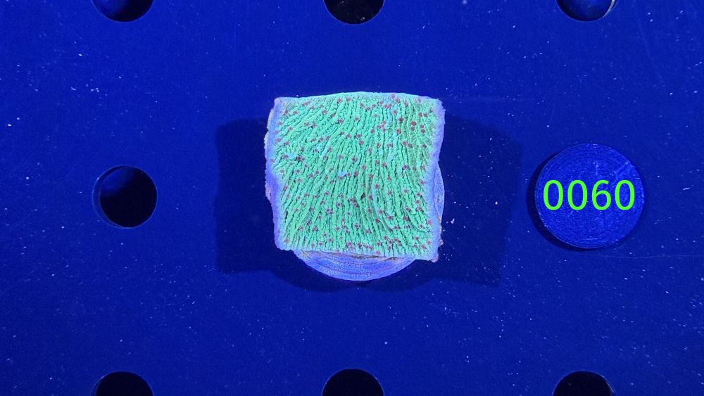 Montipora sp. - Steinkoralle "Chilli Pepper" DNZ 0060