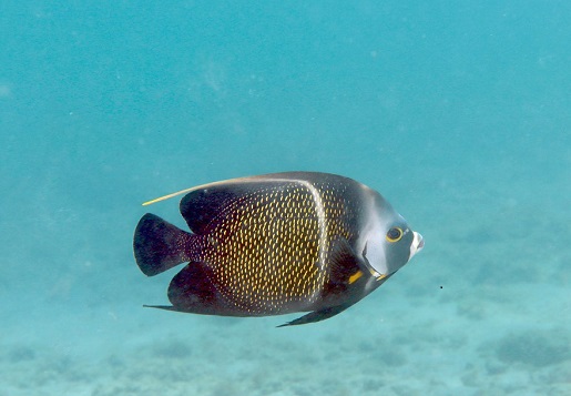 Pomacanthus Paru - Franzosen-Kaiserfisch