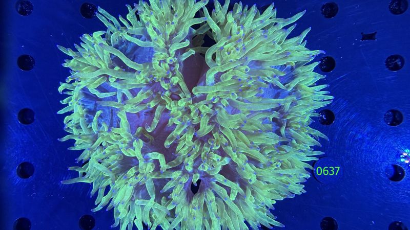 Catalaphyllia jardinei WYSIWYG 0637