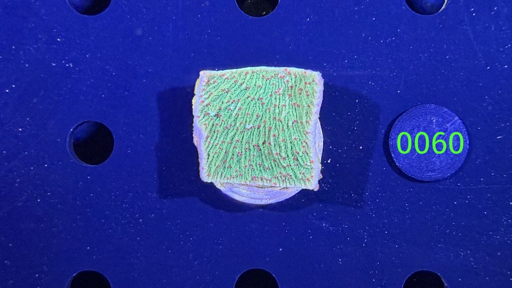 Montipora sp. - Steinkoralle "Chilli Pepper" DNZ 0060