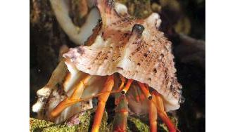 Calcinus tibicen - Orangescheren Einsiedler