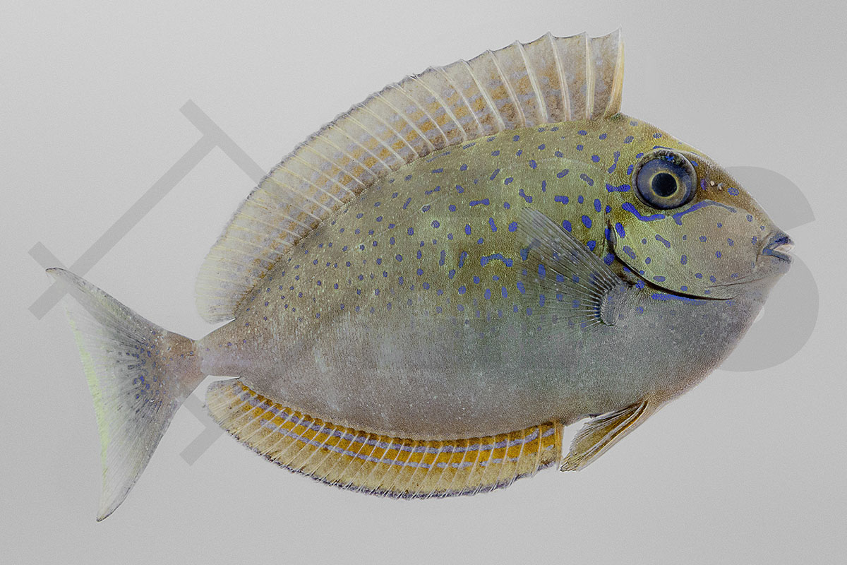 Naso vlamingii - Masken Nasendoktorfisch Naso vlamingii - Masken Nasendoktorfisch