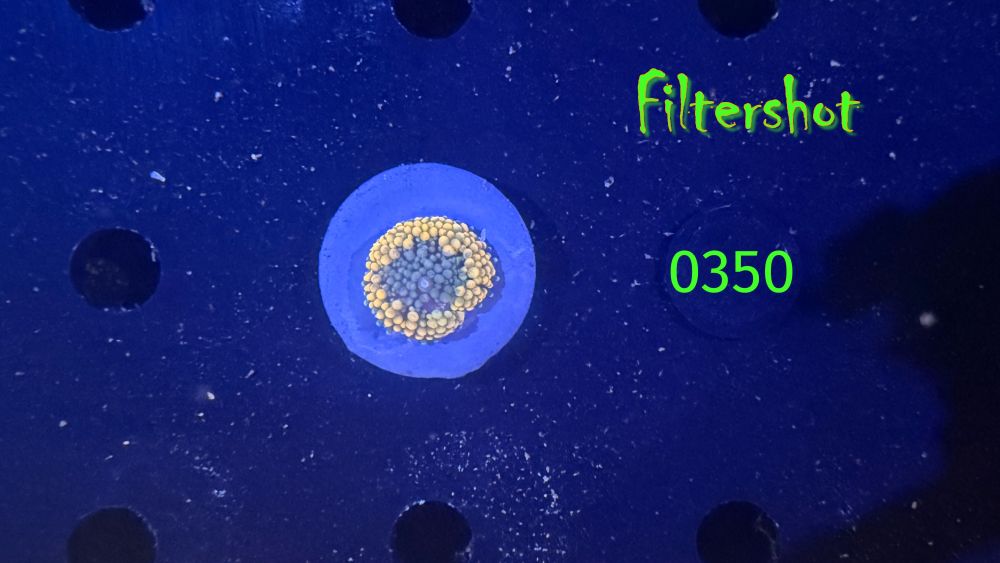 Ricordea Florida - Scheibenanemone multicolor PlanktonPlus Nachzucht 0350