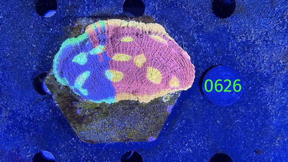 Echinophyllia/Chalice 'Flaming Bugatti' WYSIWYG 0626