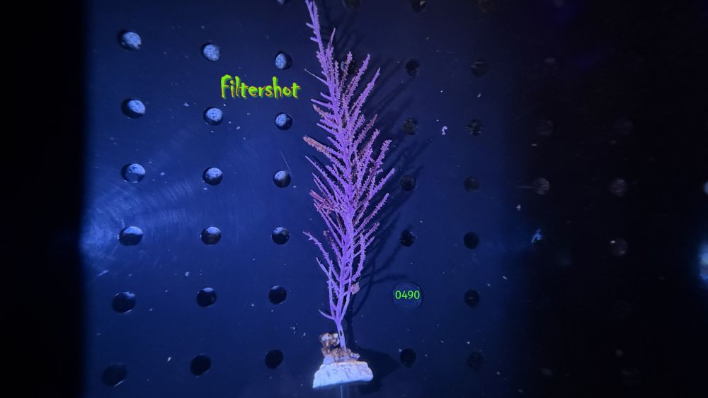 Pseudopterogorgia americana - Schleimige Meerfeder WYSIWYG 0490