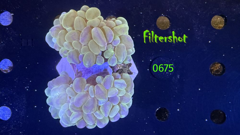 Plerogyra sinuosa - Blasenkoralle WYSIWYG 0675