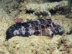 Atrosalarias hosokawai - Kammzahnschleimfische