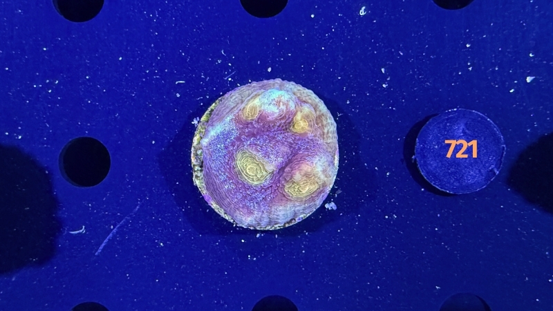 Mycedium robokaki WYSIWYG 0721