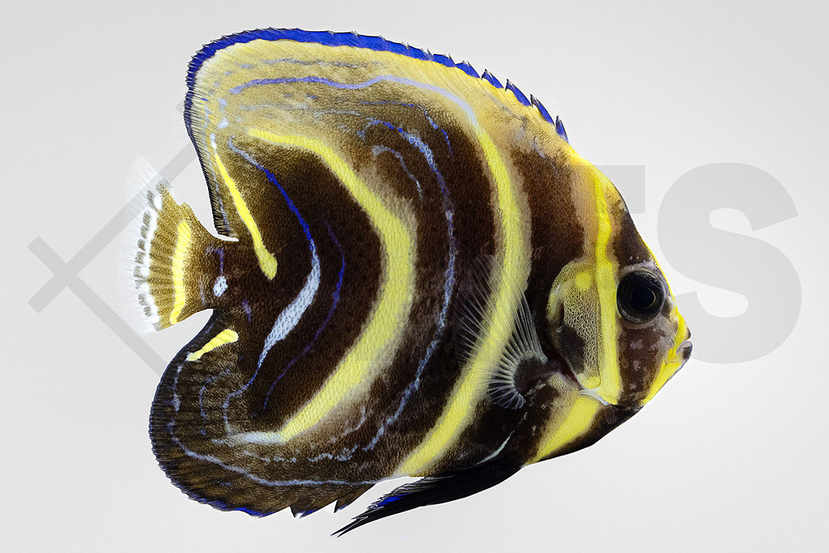 Pomacanthus zonipectus - Cortez Kaiserfisch juvenil