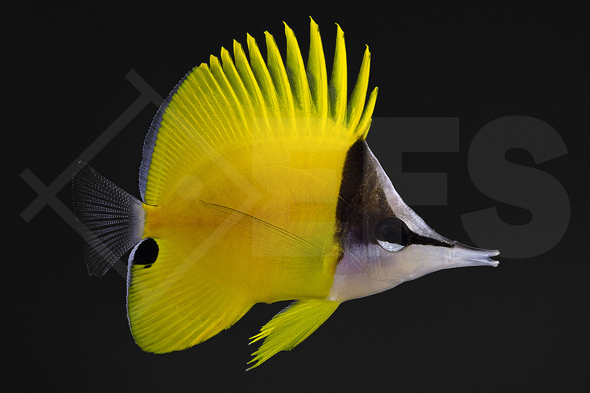 Forcipiger flavissimus - Gelber Langnasen Pinzettfisch