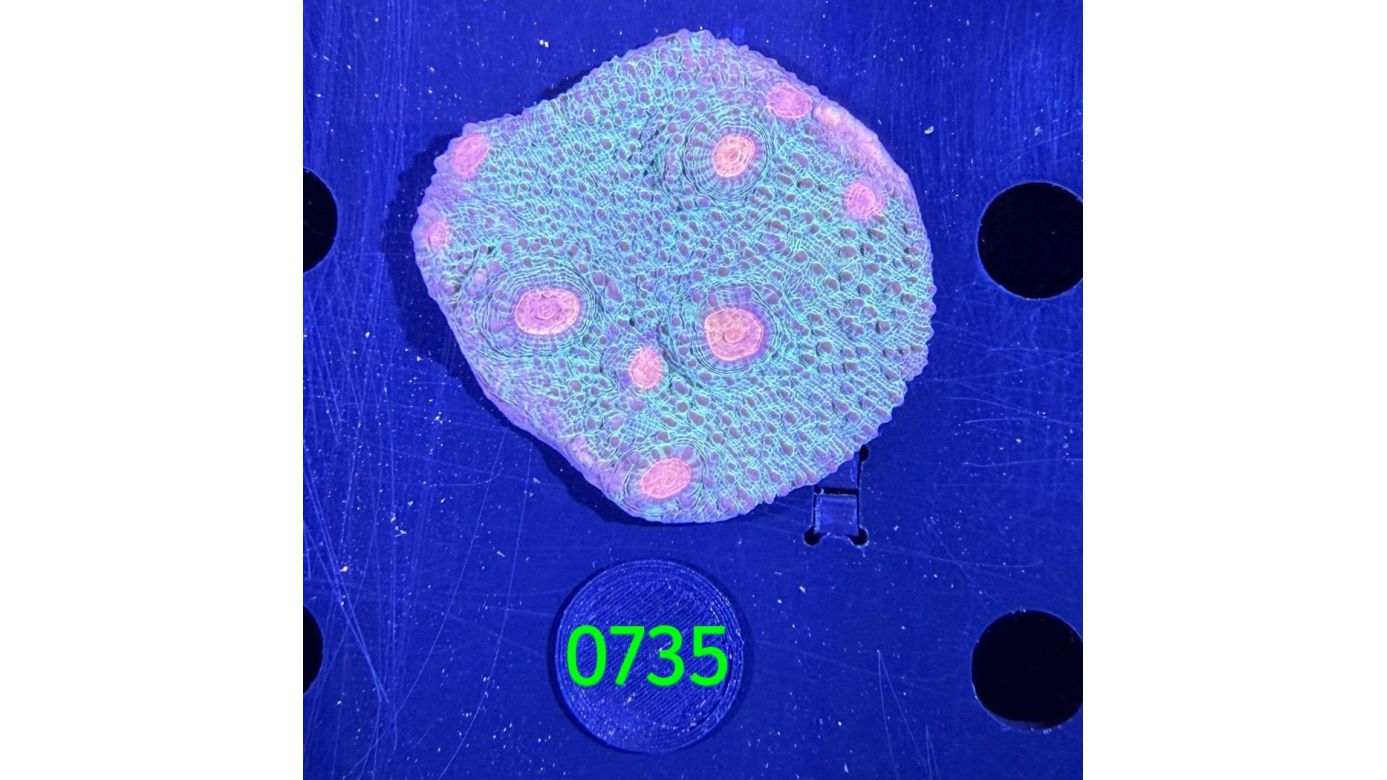 Echinophyllia/Chalice WYSIWYG 0735