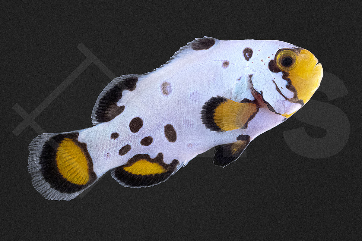 Amphiprion ocellaris - Falscher Clownfisch "Frostbite" NZ