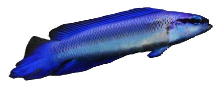 Pseudochromis indigo - Indigo Zwergbarsch Hybrid NZ