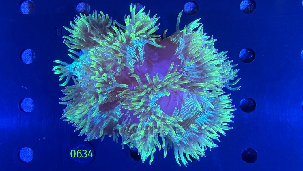 Catalaphyllia jardinei WYSIWYG 0634