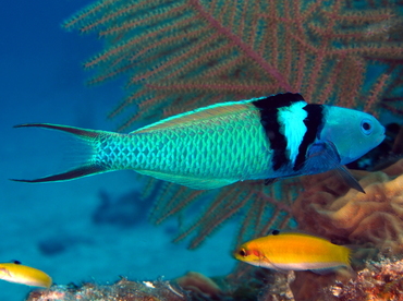 Thalassoma bifasciatum - Blaukopf Junker