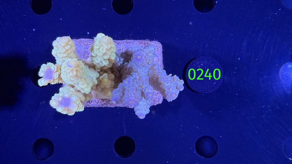 Acropora sp. WYSIWYG 0240