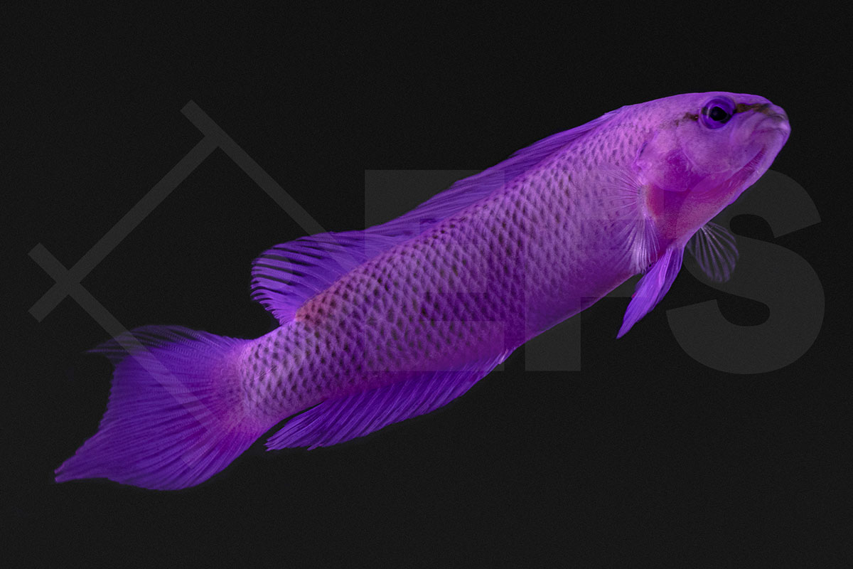 Pseudochromis fridmani - König-Salomon Zwergbarsch "hell" NZ