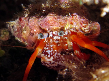 Phimochirus operculatus - Gepunkteter Einsiedlerkrebs