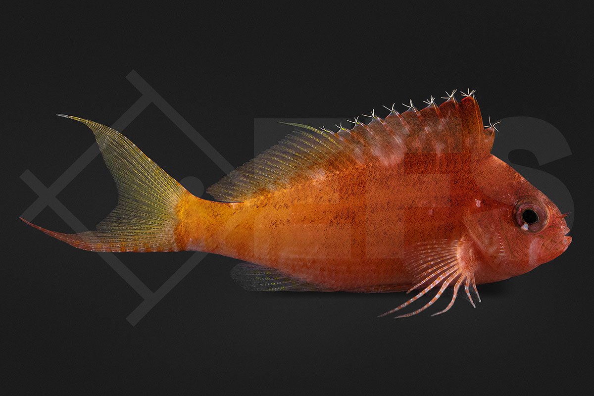 Cyprinocirrhites polyactis - Gabelschwanz-Korallenwächter