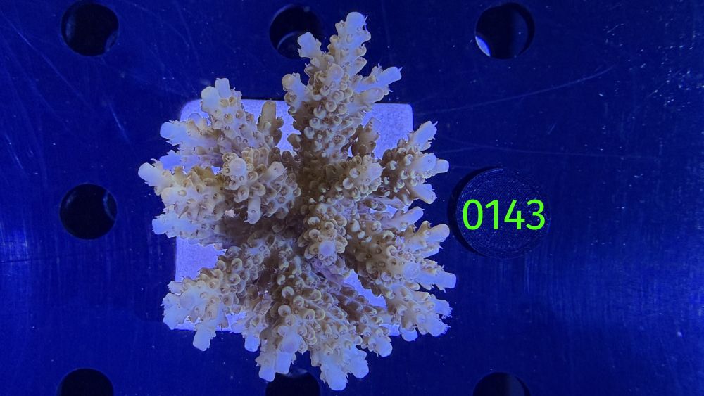 Acropora sp. WYSIWYG 0143