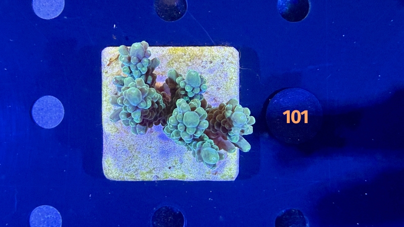 Acropora sp. WYSIWYG 0101