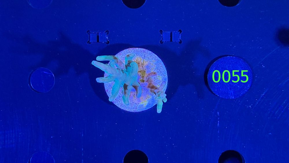 Acropora echinata - Steinkoralle "Blau" DNZ 0055