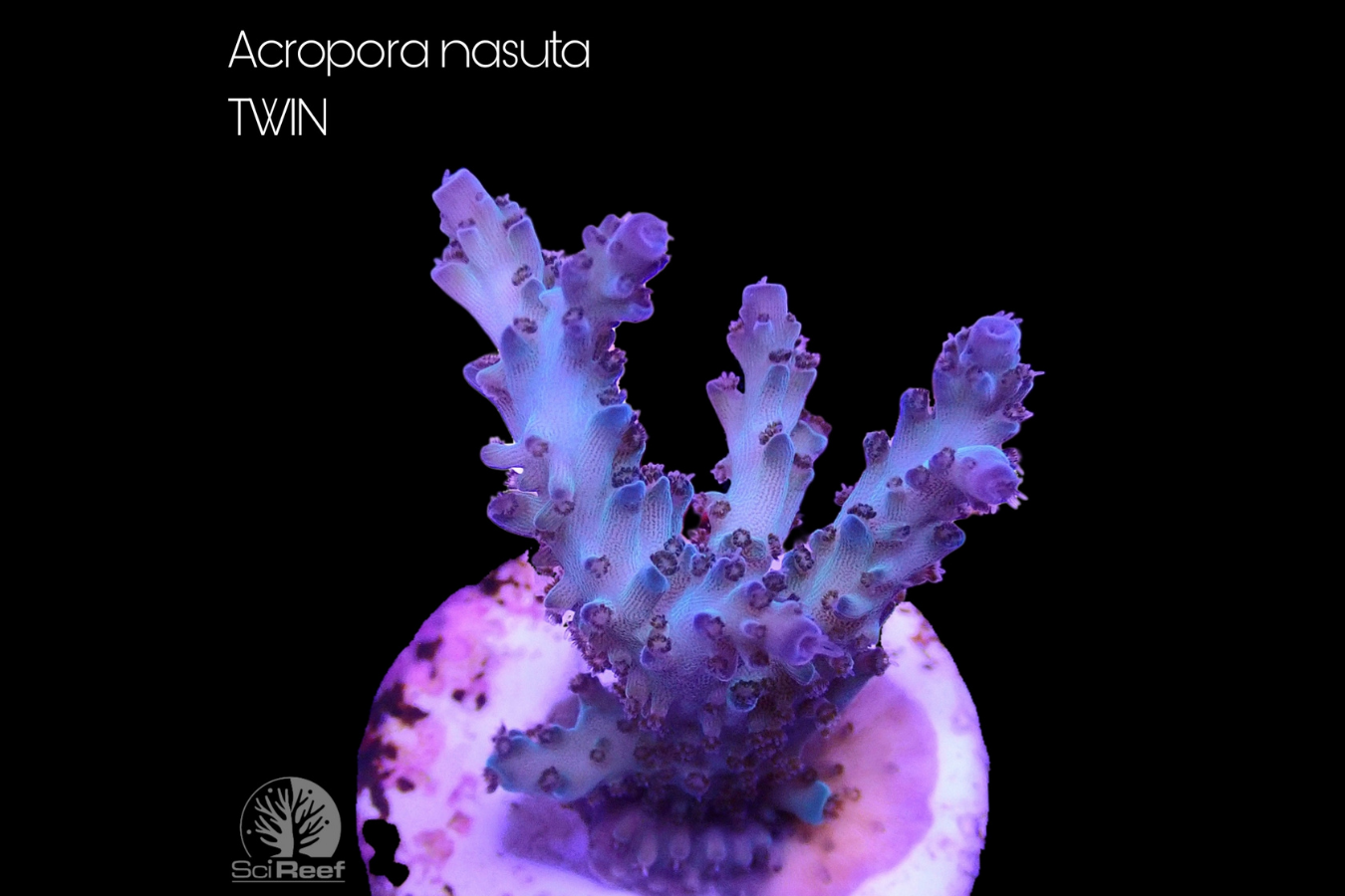 SciReef Acropora nasuta TWIN 0294