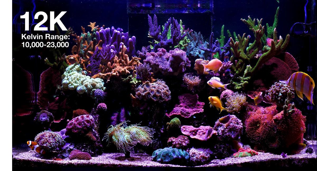 *NEU* Red Sea ReefLED G2 170 (170W) (R35930EUR)