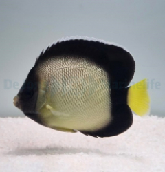 Apolemichthys xanthotis - Arabischer Kaiserfisch Nachzucht