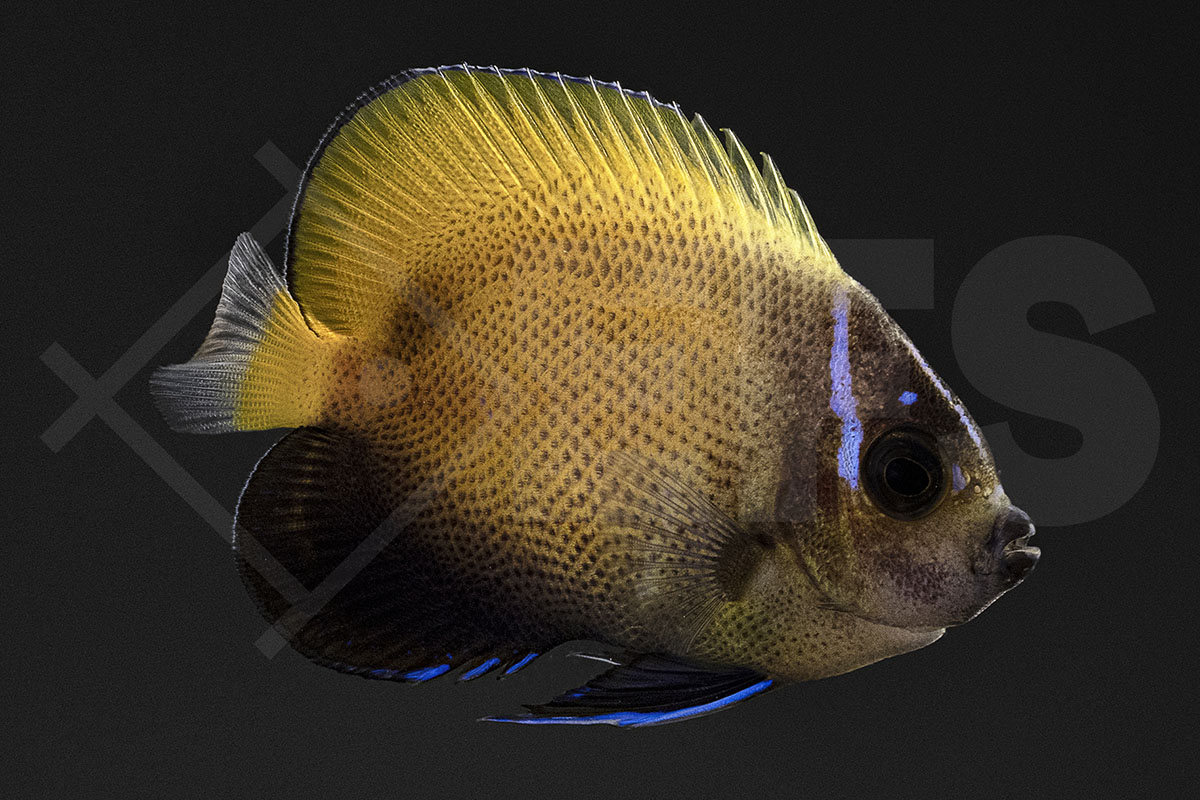 Pomacanthus navarchus - Traumkaiserfisch Nachzucht