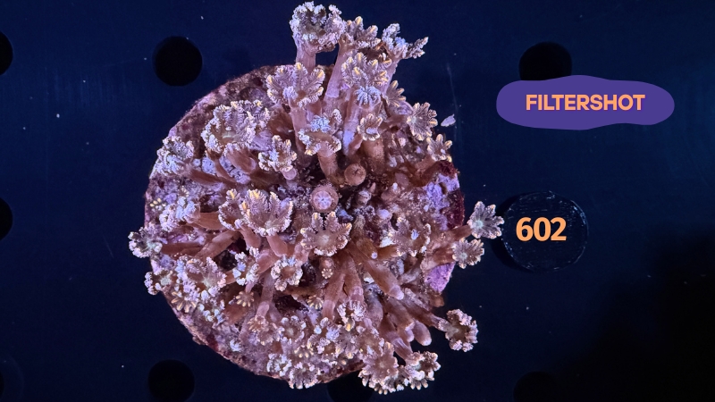Clavularia sp. WYSIWYG 0602