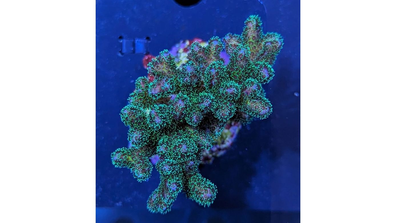 Pocillopora sp. - Buschkoralle Grün Deutsche Nachzucht 0058