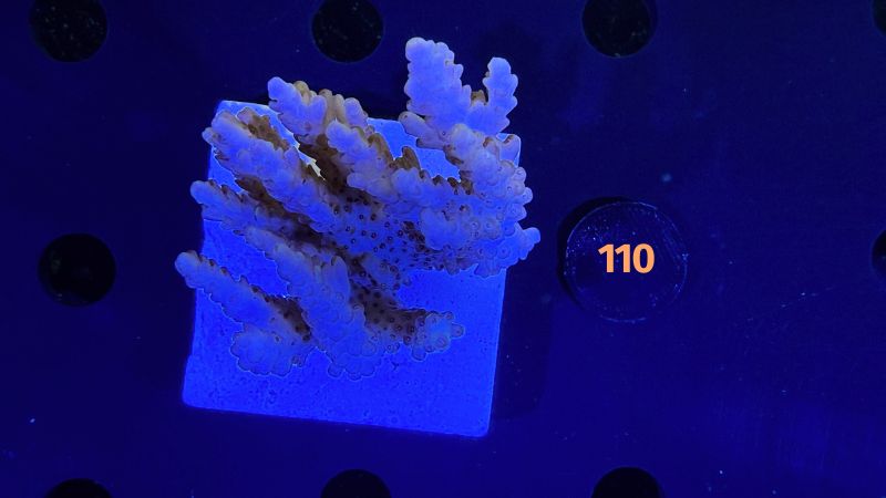 Acropora sp. WYSIWYG 0110