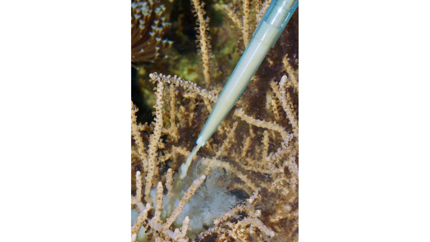 Aqua Medic Pipette 60 (60cm)