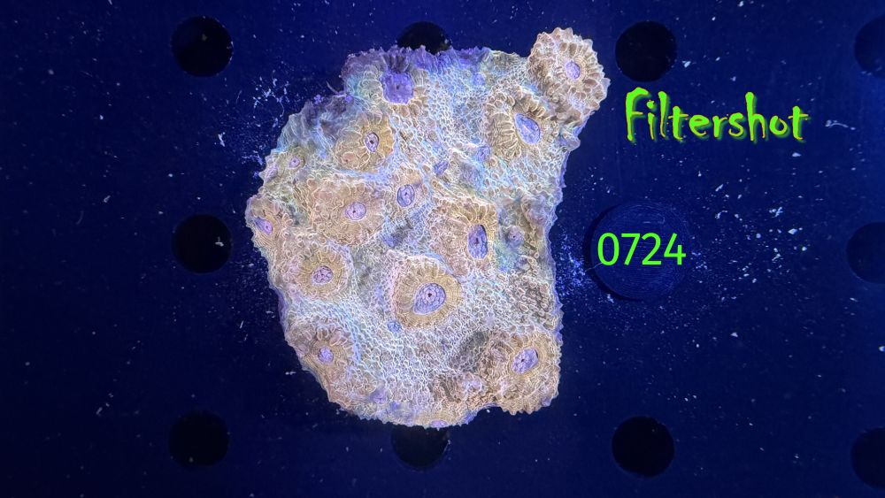 Echinophyllia/Chalice WYSIWYG 0724