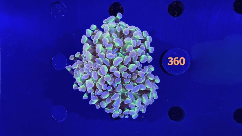 Euphyllia paraancora "Hologram" 0360