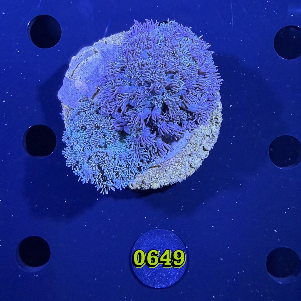Goniopora sp. WYSIWYG 0649